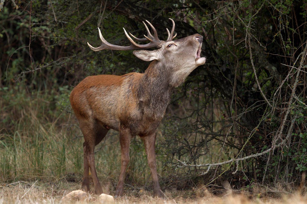 un cervo sardo adulto in cerca di bacche