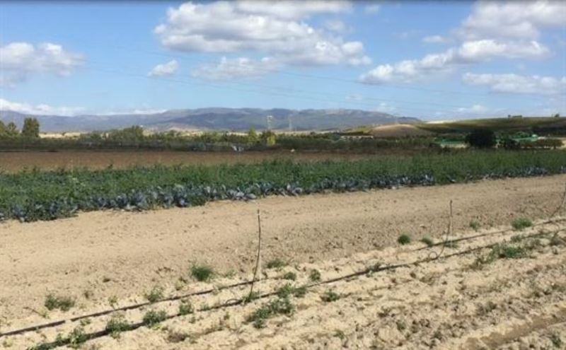 Campi coltivati del Campidano, razziati dalle cornacchie