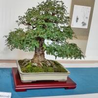 Da 30 metri a 30 centimetri. Attraverso la tecnica del bonsai, il frassino diventa 100 volte più piccolo.