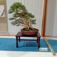 Il bonsai del ginepro è un grande classico della pratica botanica giapponese. La grande resistenza della pianta la rende adatta anche a un clima rigido.