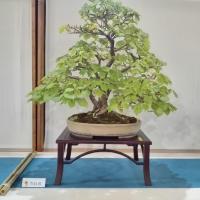 Realizzare un bonsai di tiglio richiede molta cura, soprattutto per via della delicatezza delle foglie.