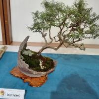 La pianta del rosmarino è una delle più spontanee tra quelle mediterranee. Ma non per questo, non è impossibile miniaturizzarla come bonsai.